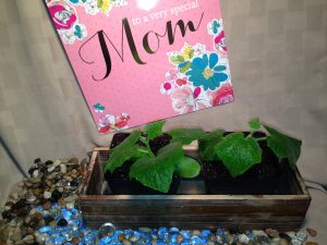 Coo Cucumbers Mothers Day pack