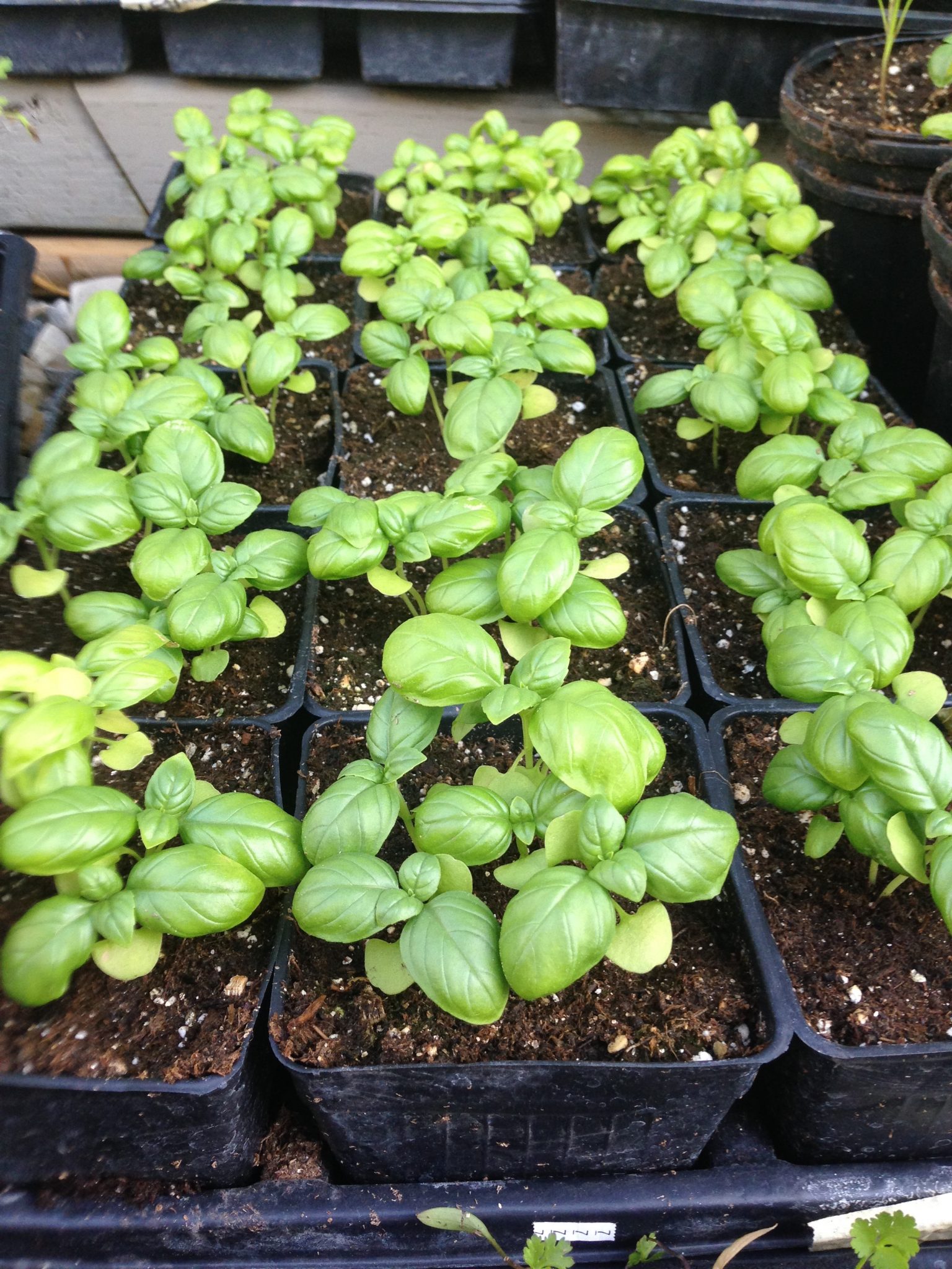 Herbs-to-Grow ( Italian Pesto Basil )
